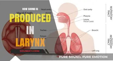 Understanding Larynx Mechanics: How Sound is Produced in the Voice Box