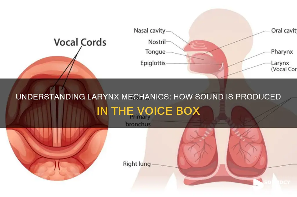 how sound is produced in larynx