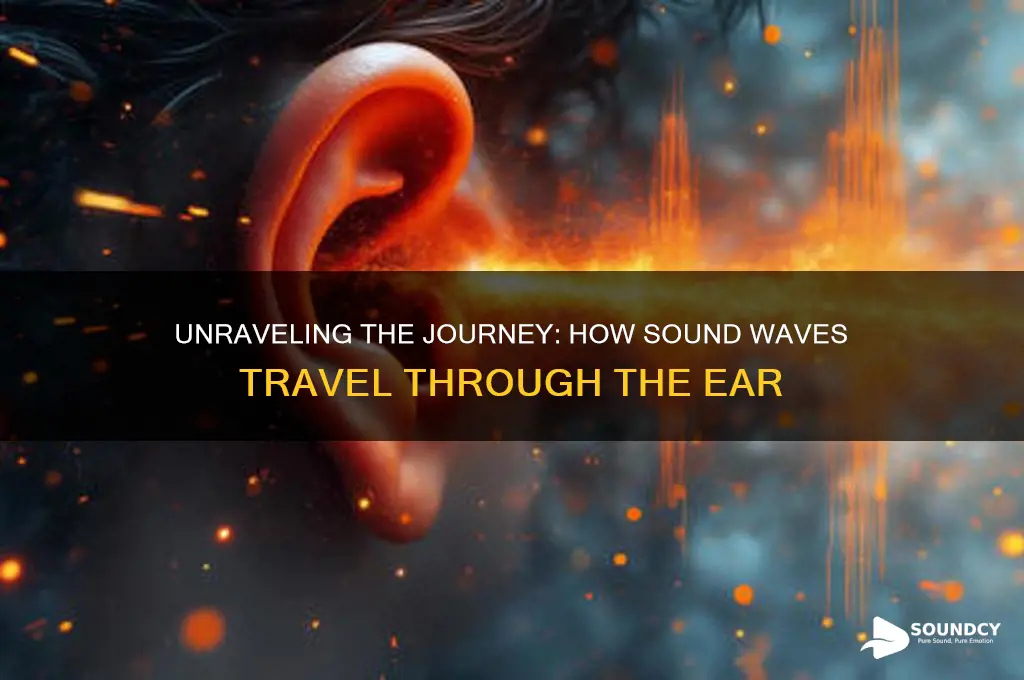 how sound moves through th ear