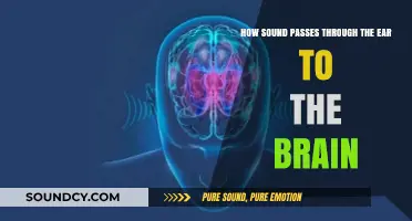 How Sound Waves Travel Through the Ear to the Brain