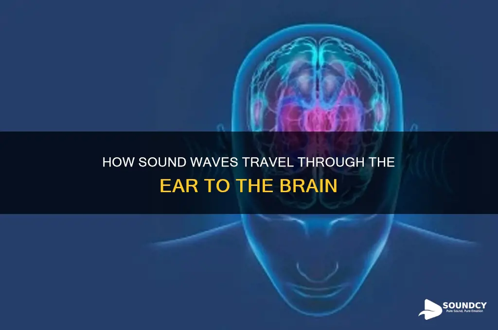 how sound passes through the ear to the brain
