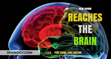 Unraveling the Journey: How Sound Waves Reach and Activate the Brain