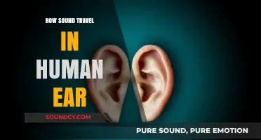 Unraveling the Journey: How Sound Waves Navigate the Human Ear