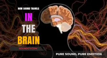 Unraveling the Brain's Sonic Journey: How Sound Waves Navigate Neural Pathways