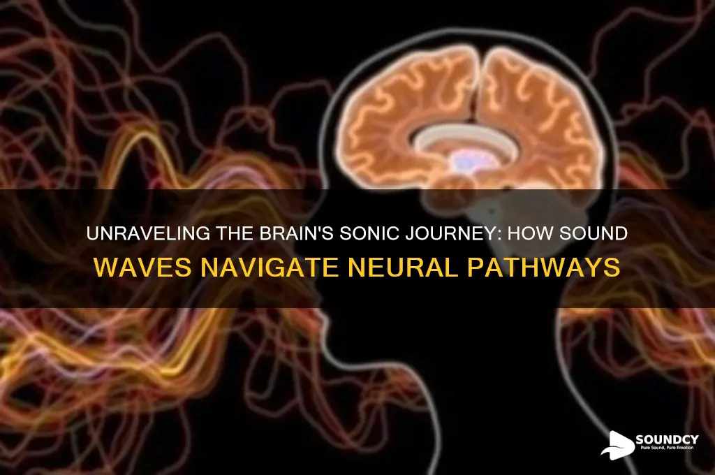 how sound travels in the brain