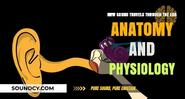 Unraveling the Journey: How Sound Waves Navigate Ear Anatomy and Physiology