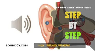 How Sound Waves Journey Through the Ear: A Step-by-Step Guide