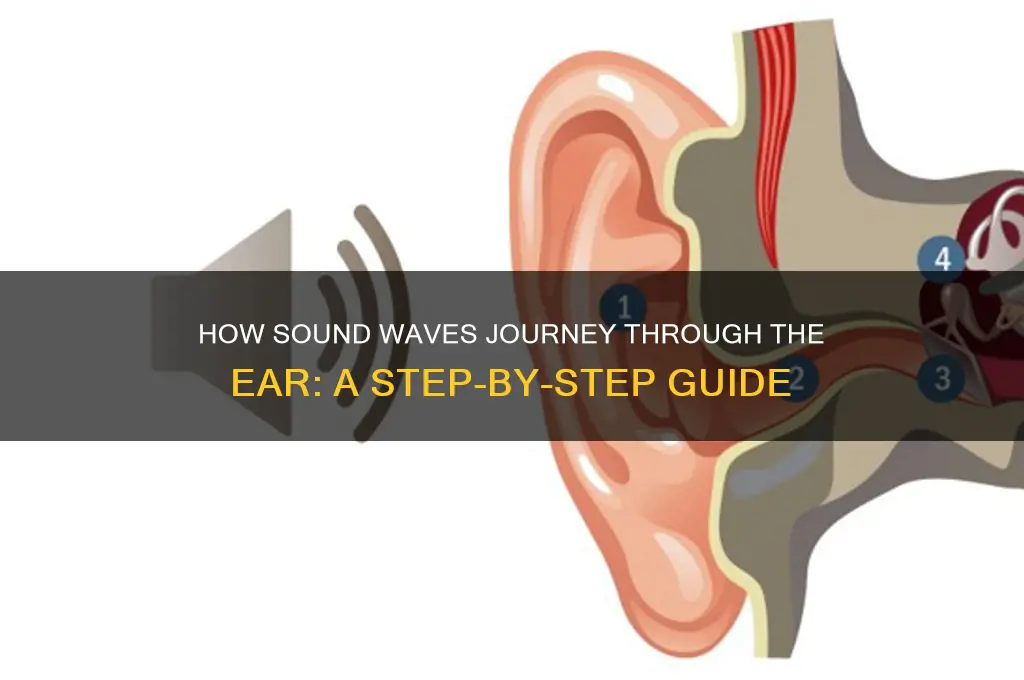 how sound travels through the ear step by step