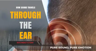 Sound Waves: The Ear's Journey