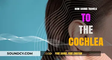 Unraveling the Journey: How Sound Waves Reach the Cochlea
