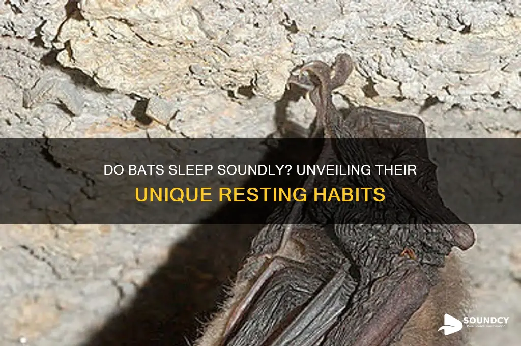 how soundly do bats sleep