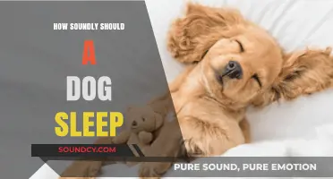 Understanding Your Dog's Sleep Patterns: How Soundly Should They Rest?