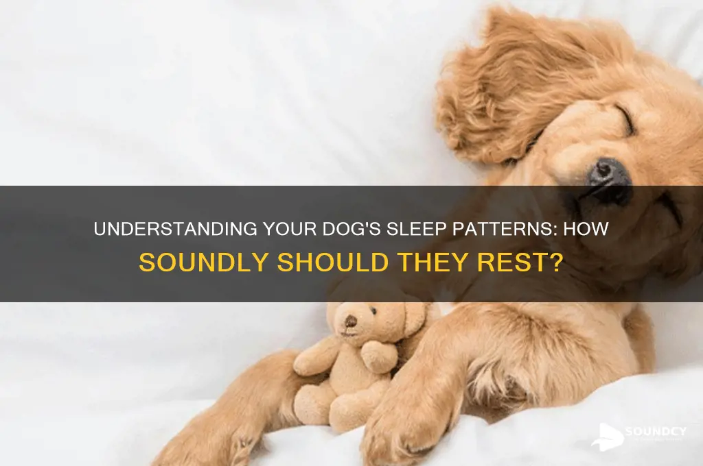 how soundly should a dog sleep