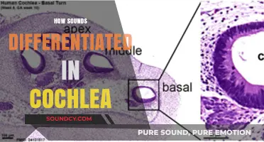 Unraveling the Cochlea's Role in Differentiating Sounds: A Comprehensive Guide