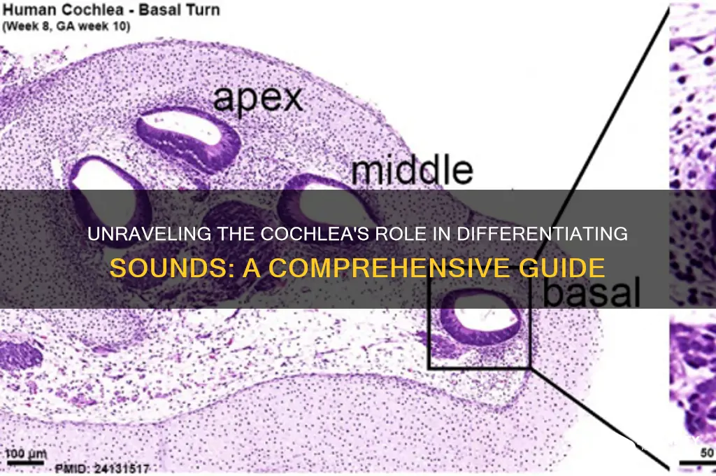 how sounds differentiated in cochlea
