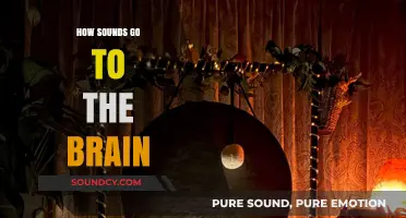Unraveling the Journey: How Sounds Travel to the Brain