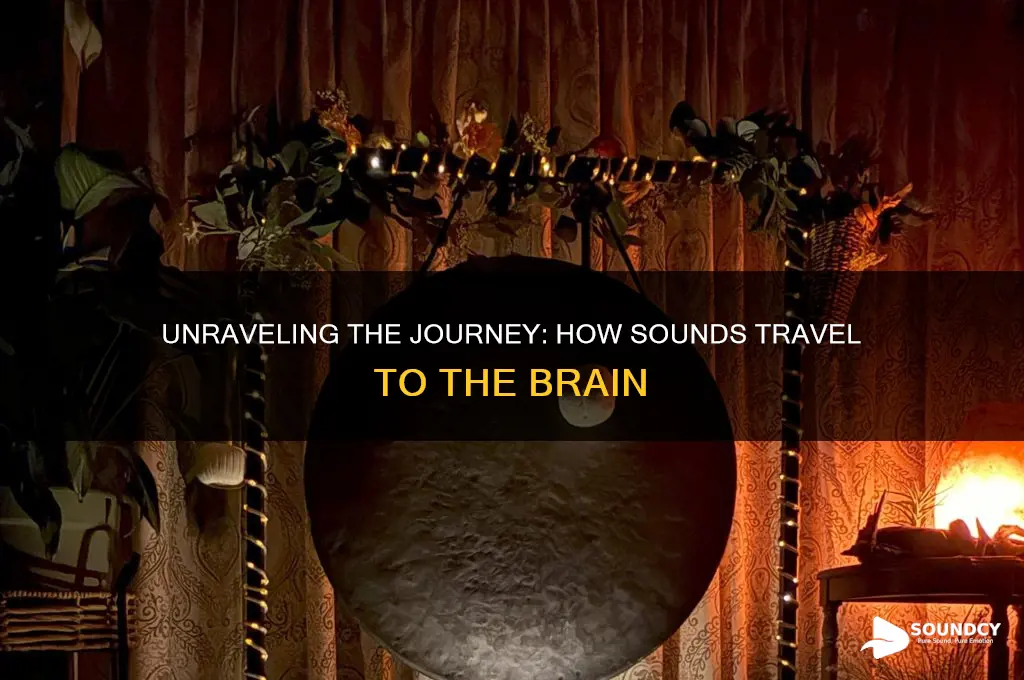 how sounds go to the brain