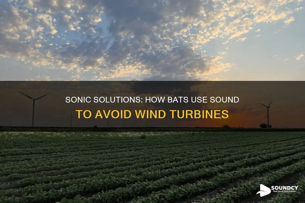 how sounds help bats keep away from wind turbinds