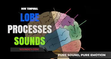 Unveiling the Temporal Lobe's Role in Sound Processing and Perception
