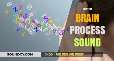 Unraveling the Brain's Auditory Journey: How Sound is Processed and Perceived