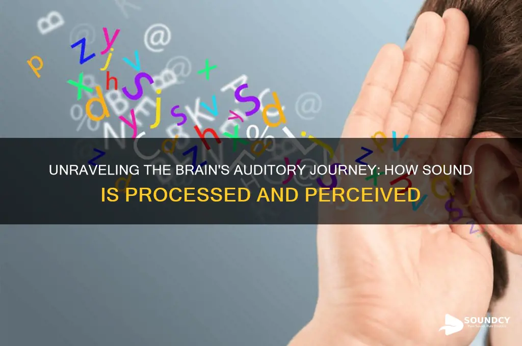 how the brain process sound