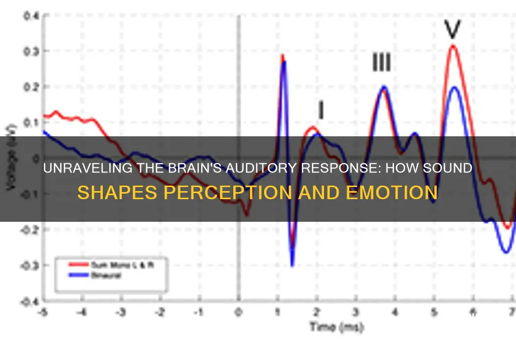 how the brain reacts to sound