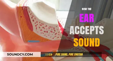 Understanding the Ear's Mechanism: How Sound Waves Are Processed and Accepted