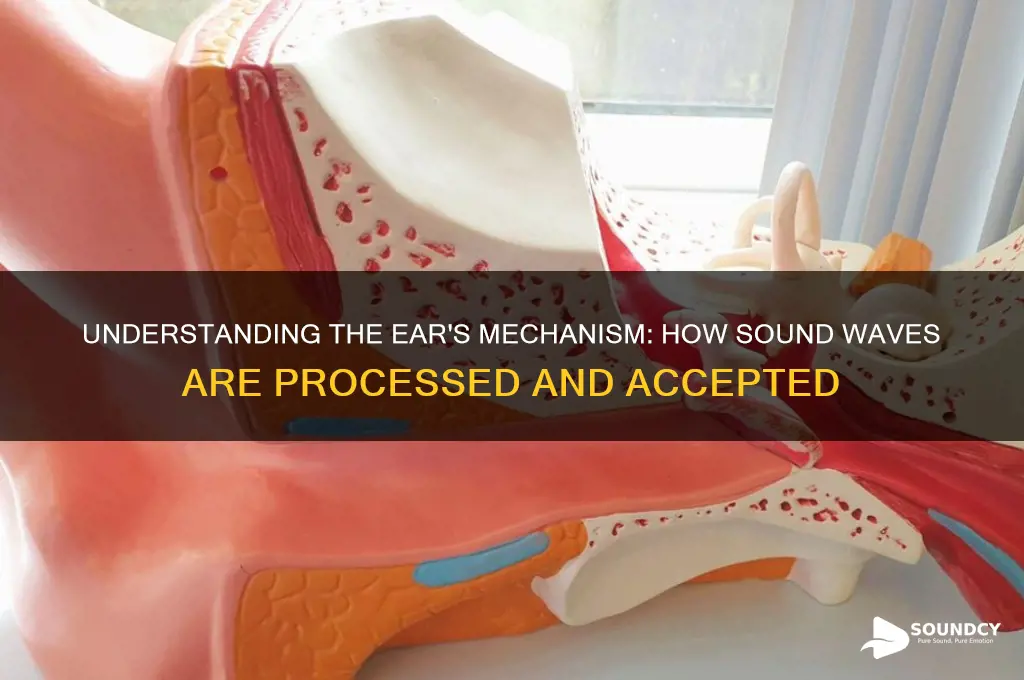 how the ear accepts sound