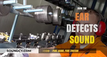 Unraveling the Mystery: How Our Ears Detect and Process Sound
