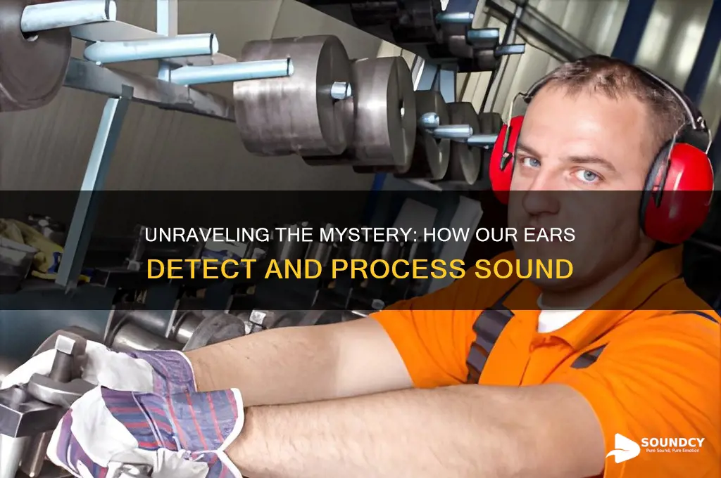 how the ear detects sound