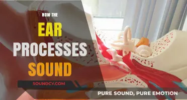 Unraveling the Ear's Complex Journey: How Sound is Processed and Heard