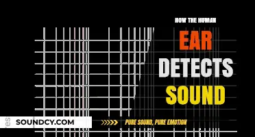 Unveiling the Intricate Process of Human Ear Sound Detection
