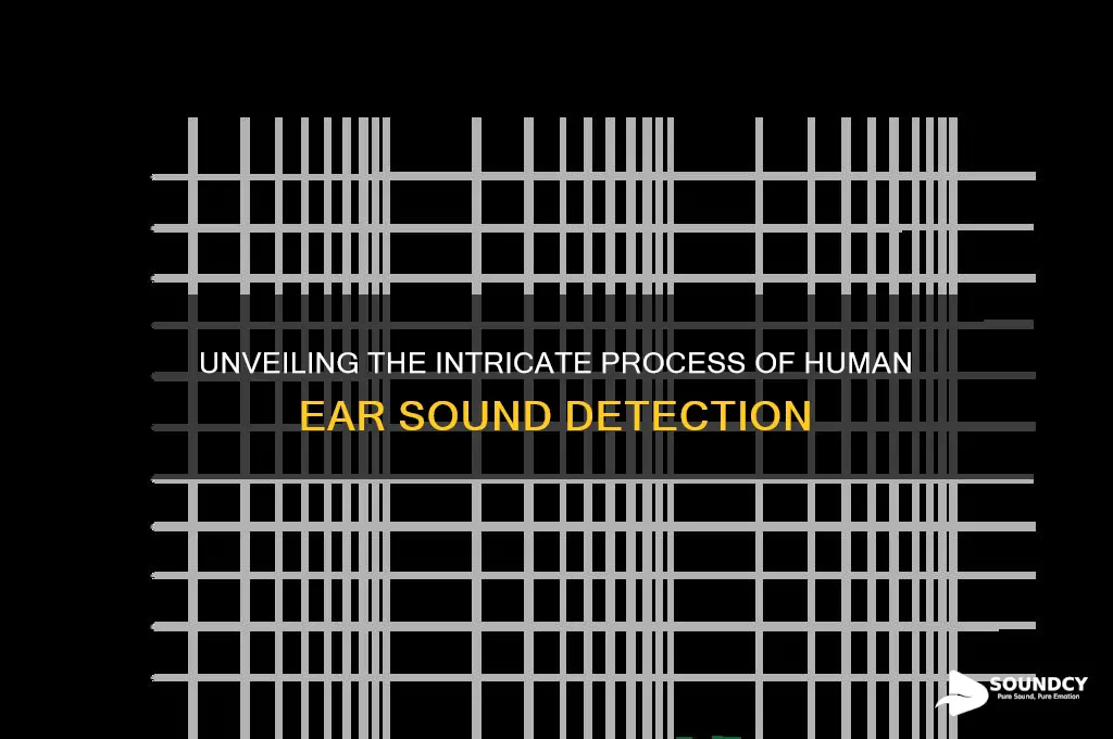 how the human ear detects sound