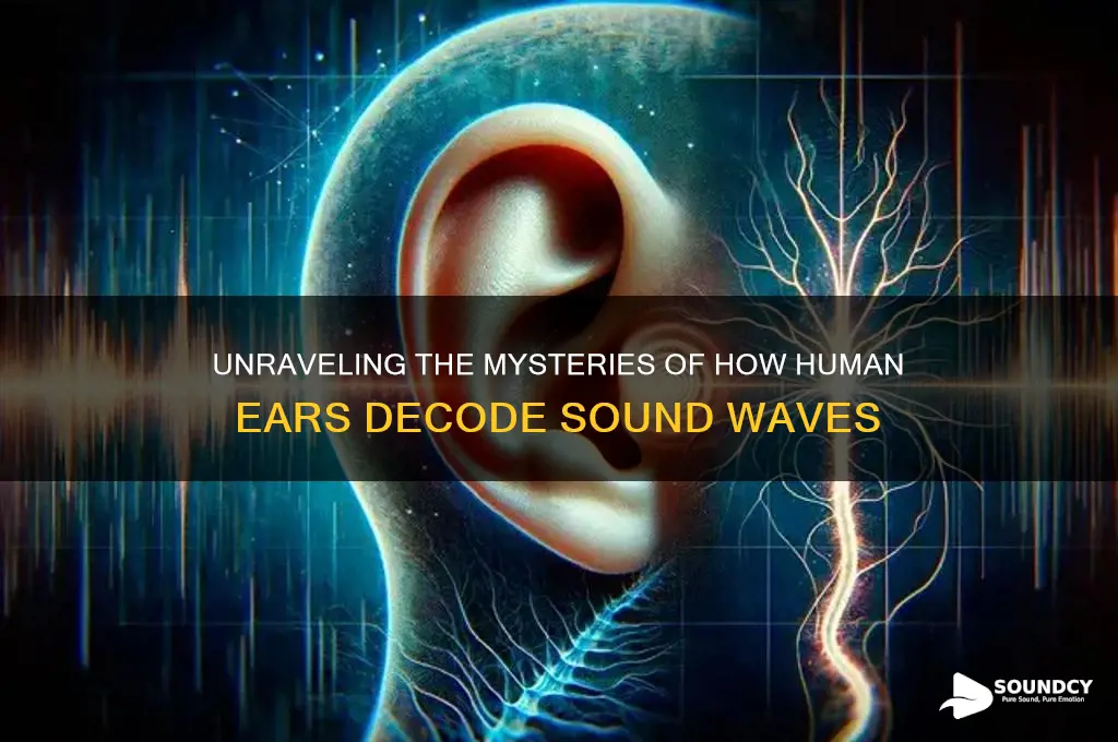 how the human ear perceives sound