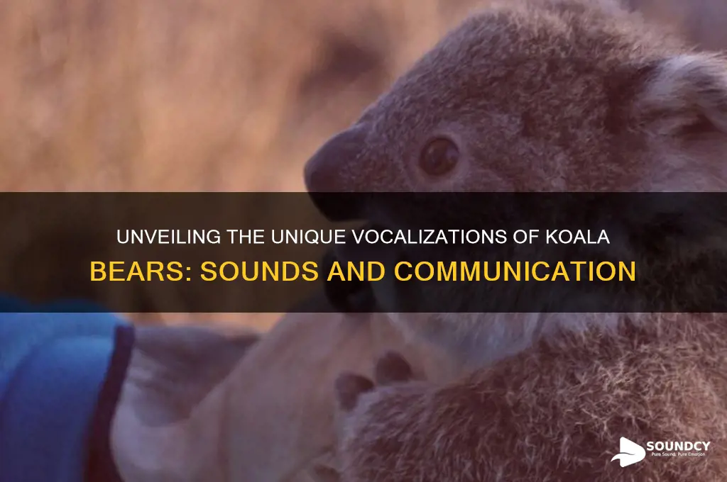 how the koala bears sound
