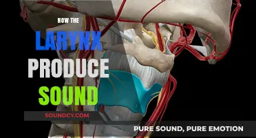 Understanding Larynx Mechanics: How Vocal Folds Create Human Sound