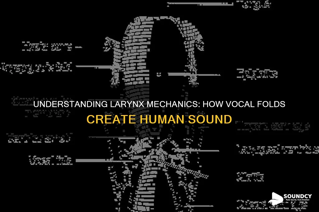 how the larynx produce sound