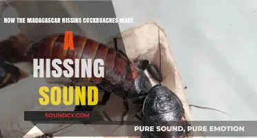 Unveiling Madagascar Hissing Cockroaches' Unique Sound Production Mechanism