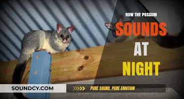 Unveiling the Mysterious Nighttime Calls of Possums in the Wild