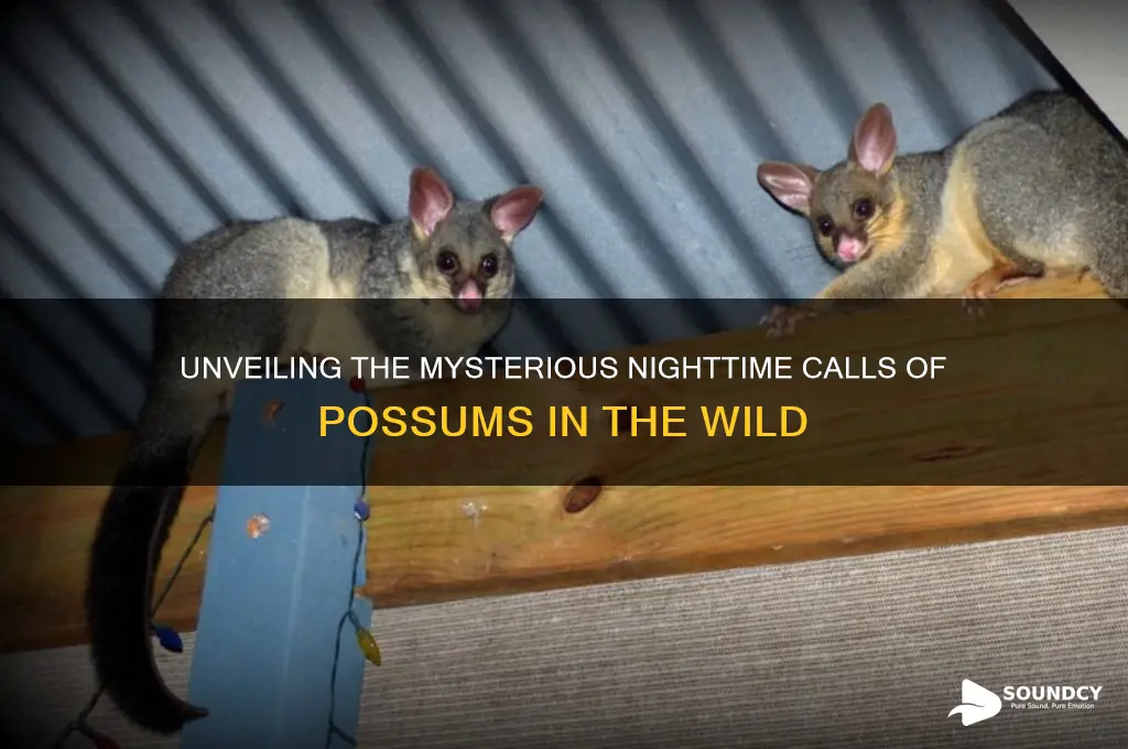 how the possum sounds at night