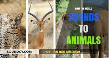 Unveiling the Unique Sonic Worlds Animals Inhabit and Experience