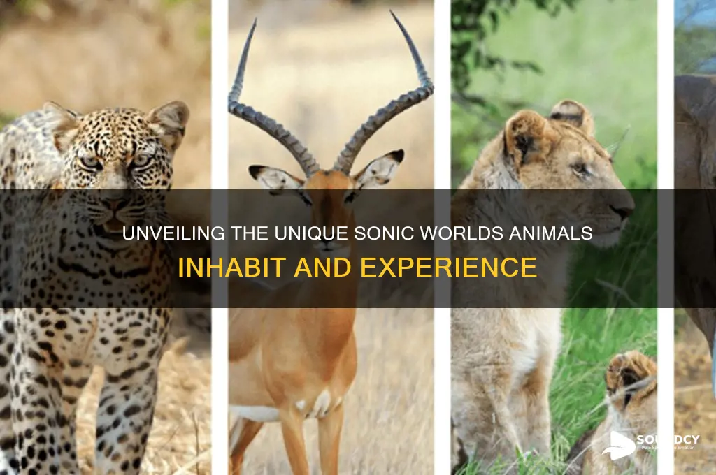 how the world sounds to animals