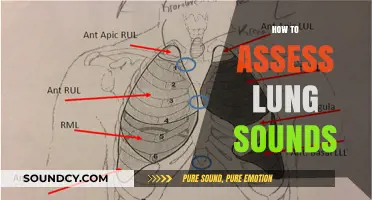 Mastering Lung Auscultation: A Comprehensive Guide to Assessing Lung Sounds