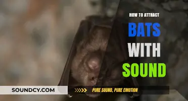 Attracting Bats: Using Sound to Lure Them In