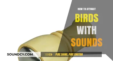 Attracting Birds with Sounds: A Guide to Bird Calls and Music