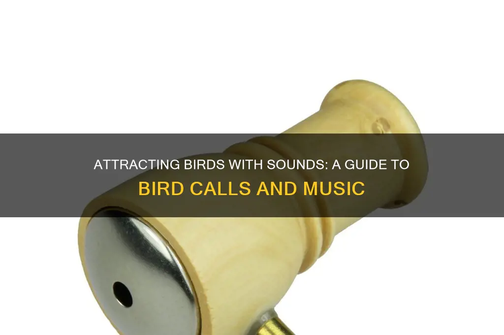 how to attract birds with sounds