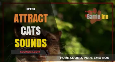Mastering Cat Sounds: Techniques to Attract Feline Friends Effectively