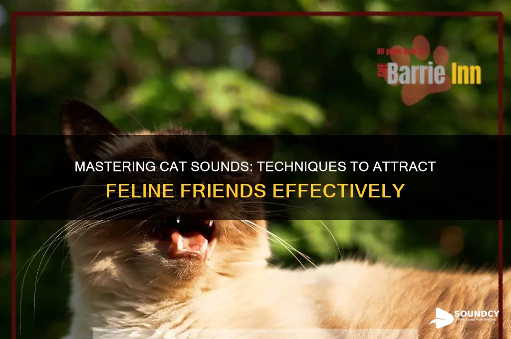 how to attract cats sounds