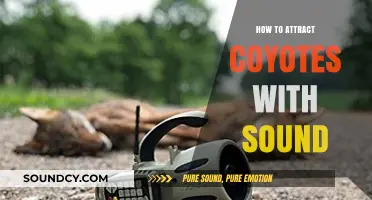 Mastering Coyote Calls: Effective Sound Techniques to Attract Coyotes