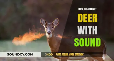 Attracting Deer: Using Sound to Lure Them In